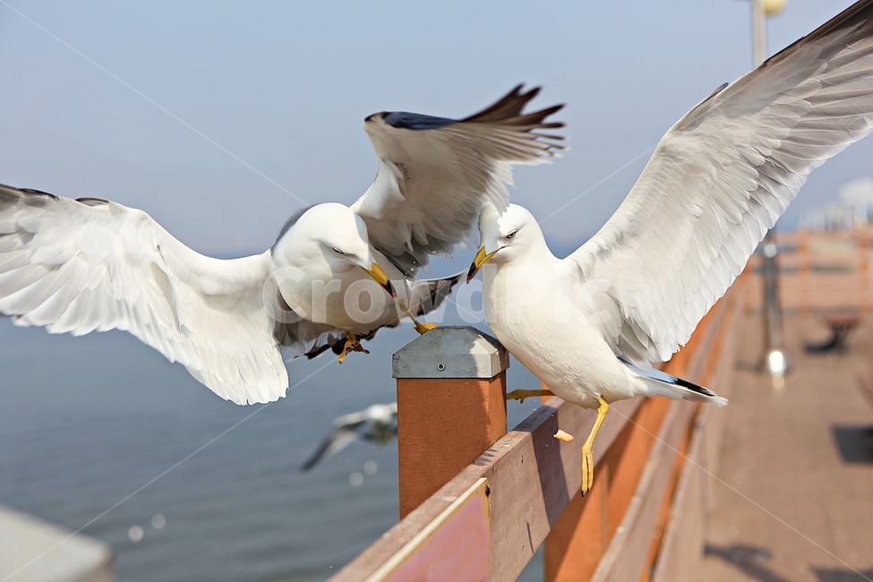 갈매기,새,조류,자연,풍경,배경,동물,animal,조류,새,birds