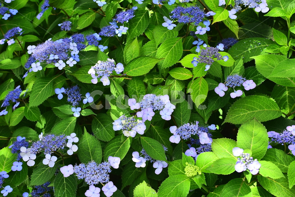 꽃,산수국,식물,나무꽃,보라색,퍼플,flowers,purple,green,초록색,그린,잎새,패턴,바탕,백그라운드,싱그러운,토종,6월,계절,시즌
