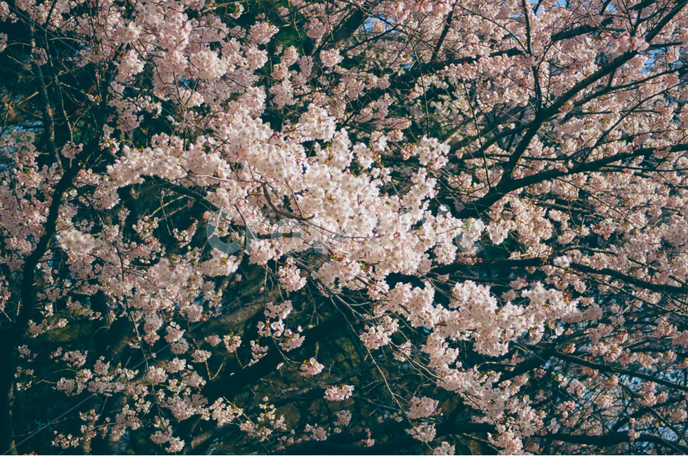 벚꽃,꽃,자연,flower,nature,봄,계절,spring,season,나무,tree