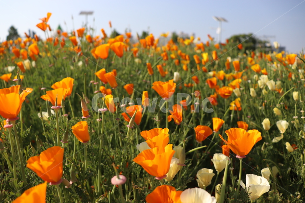 꽃,축제,봄꽃,봄날,배경,spring,태화강,울산태화강,태화강지방공원,울산꽃축제,flowers,festival,ulsan,nature,바탕,garden,예쁜,정원,주황색,주황색꽃