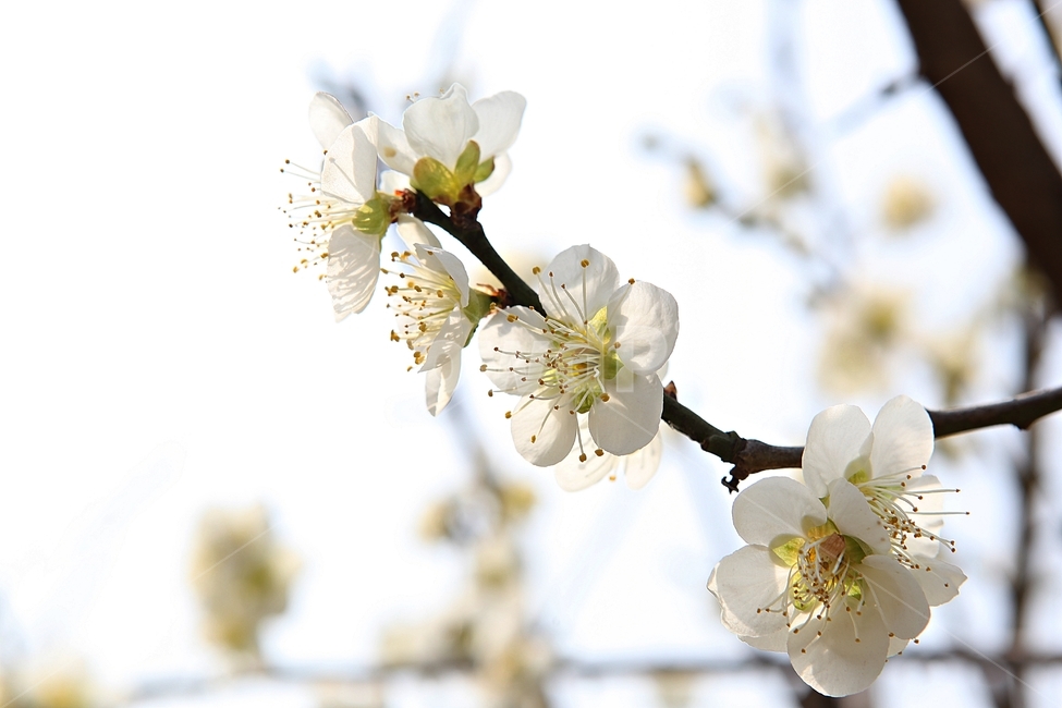 매화꽃,매화,꽃,꽃잎,봄꽃,봄,공원,식물,자연,식물,자연,plants,nature,꽃,flower
