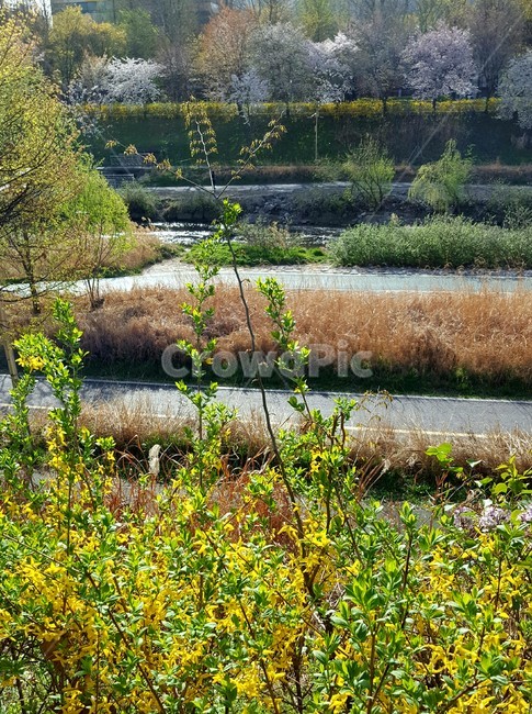 식물,꽃,flower,힐링,노랑,개나리,봄,햇살,산책로,길,식물,자연,plants,nature