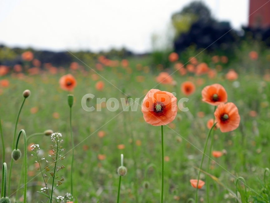 제주,양귀비,들판,양귀비꽃,양귀비밭,식물,자연,plants,nature,꽃,flower