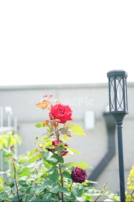 장미,로즈,꽃,레드,빨강,색감,rose,flower,자연,감성,감성사진,접사,미,아름다움,식물,플라워,꽃사진,식물,자연,plants,nature,꽃,flower
