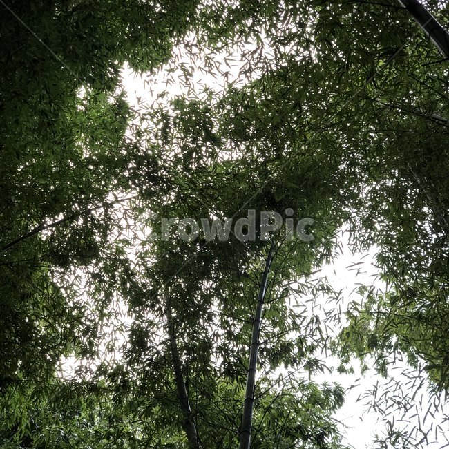 숲,forest,나무,울창함,초록,잎