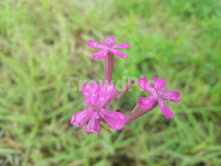 꽃,식물,flower,plant,자연,식물,자연,plants,nature