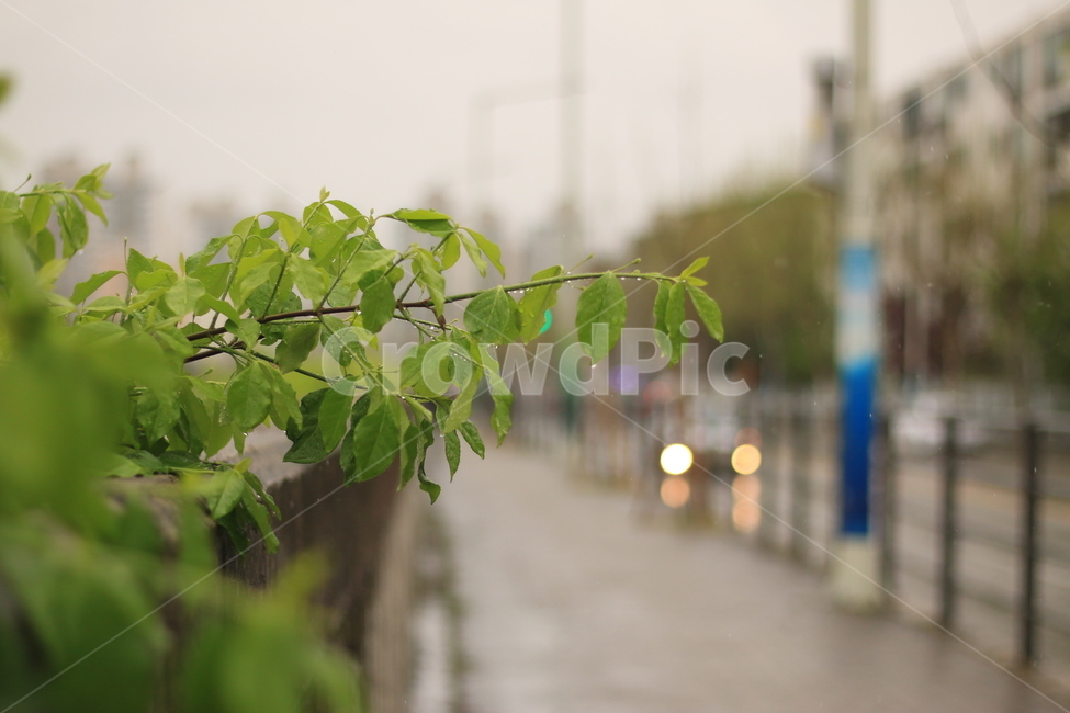 물방울,잎,빗방울,덩굴,비,전봇대,차,담쟁이덩굴,불빛,인도,rain,raindrop,leaf,car,light,boston,식물,자연,plants,nature