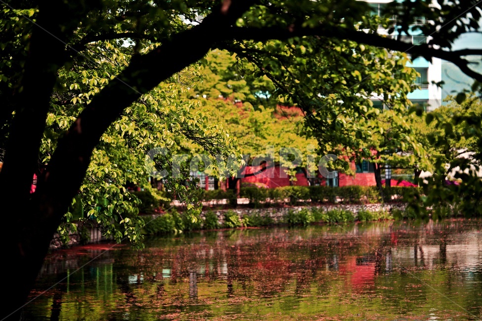 저수지,물,자연,나무,풍경,자연,풍경,nature,landscape,식물,plants,나무,trees,wood