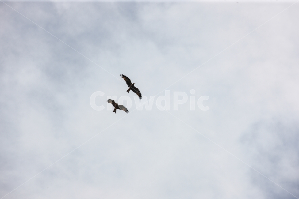 아프리카,우간다,하늘,새,구름,동물,animal,조류,새,birds