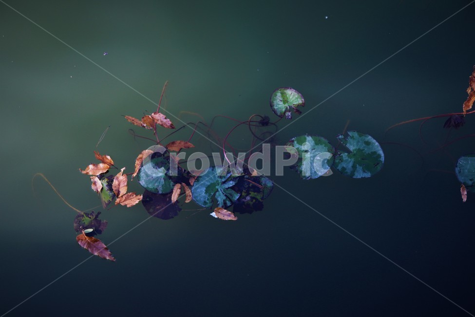 배경화면,연못,연꽃,물,풀