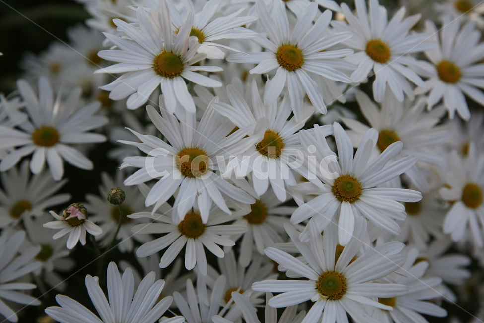 구절초,꽃,하얀꽃,국화꽃,가을꽃,식물,자연,plants,nature,꽃,flower