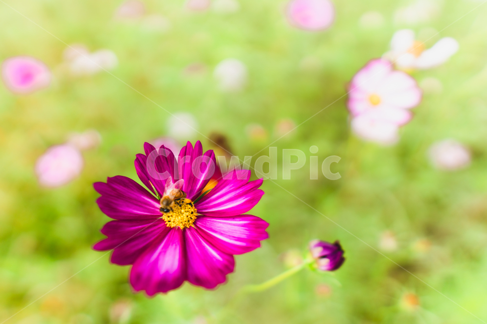코스모스,cosmos,꿀벌,bee,가을꽃,가을,계절,fall,autumn,season,식물,자연,plants,nature,꽃,flower,plant