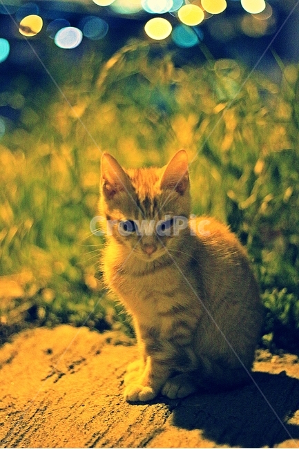 길냥이,야옹이,새끼고양이,길고양이,고양이,동물,animal,포유류,mammal,고양이,cat,kitten,kitty,감성,sensible,feeling