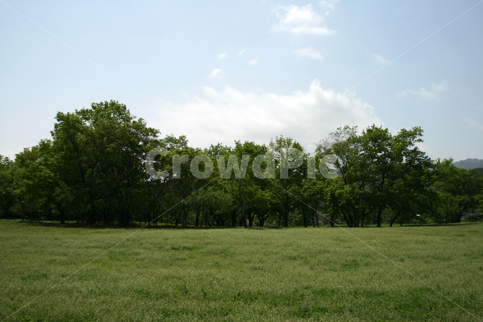 한국,숲,잔디,하늘,초원,구름,초록,자연,풍경,nature,landscape,grass,plant,식물,field,들