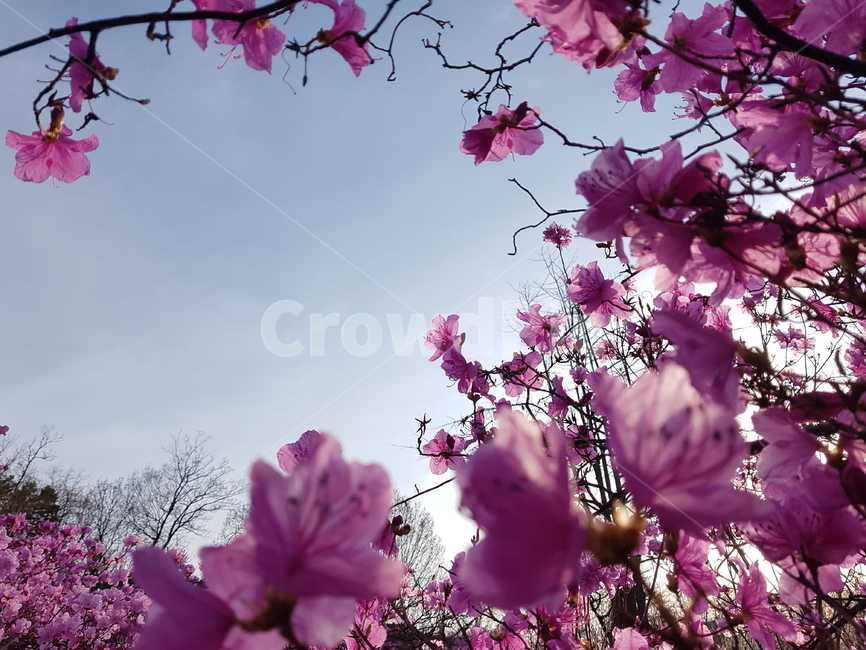 자연,봄,진달래,꽃,배경,핑크,하늘,봄,계절,spring,season,식물,자연,plants,nature,꽃,flower,plant,blossom,cherry blossom,벚꽃