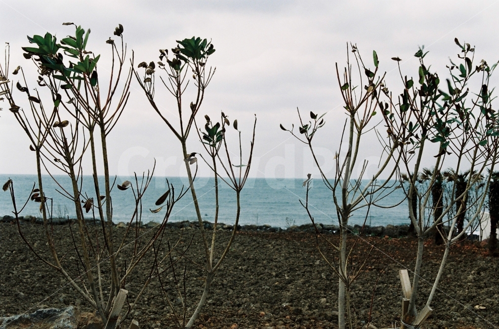 ​바다,차분,고요,제주,아날로그,감성,효신,필름사진,자연,자연,풍경,nature,landscape,ground,바닥