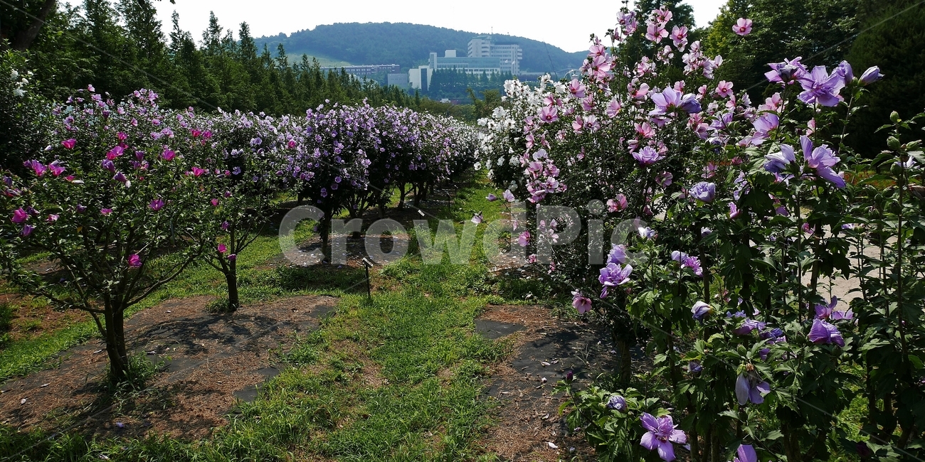background,바탕,배경,배경이미지,백그라운드,이미지,컨셉,오브젝트,아시아,대한민국,한국,동양,꽃,꽃밭,꽃잎,무궁화,무궁화꽃,나라꽃,국화,개화,식물,풀,야외,실외,풍경,경치,오후,낮,맑은,화창한,날씨,아름다운,예쁜,화사한,분홍,분홍색,분홍꽃,꽃가루,애국,만세,삼일절,광복절,개천절,6월,여름,보훈,한글,한국화,태극,잎,이파리,초록,녹색,초록색,공원,정원,무궁화공원,부산,대연식물원,하늘,푸른하늘,구름,식물,자연,plants,nature,꽃,flower