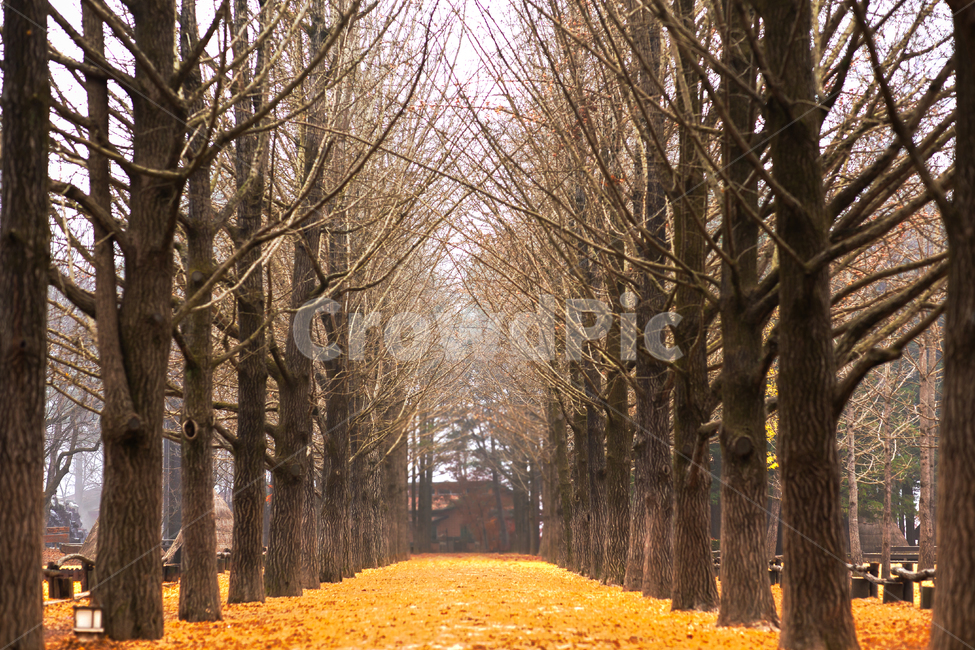 forest,Ginkgo,tree branch,yellow,next to the fall,late autumn,trail,ginkgo tree forest,ginkgo leaves,fallen leaves,leaves,road,fallenleaves,season,autumn leaves,park,Maple,Fog,fall colors,Nami Island,tree,autumn color,leaf,morning,early winter,scrawny,lig