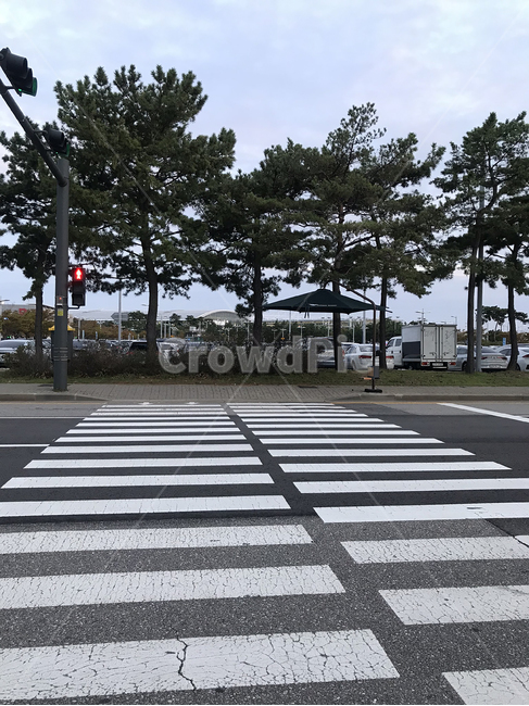 아스팔트,road,도로,trafficlight,city,tree,sky,crosswalk,wait