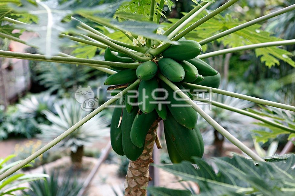 파파야,파파야나무,파파야열매,열대과일,과일,열매,먹거리,음식,송이,과실,식물원,온실,실내,나뭇잎,잎,식물,자연,열대식물,식물,자연,plants,nature