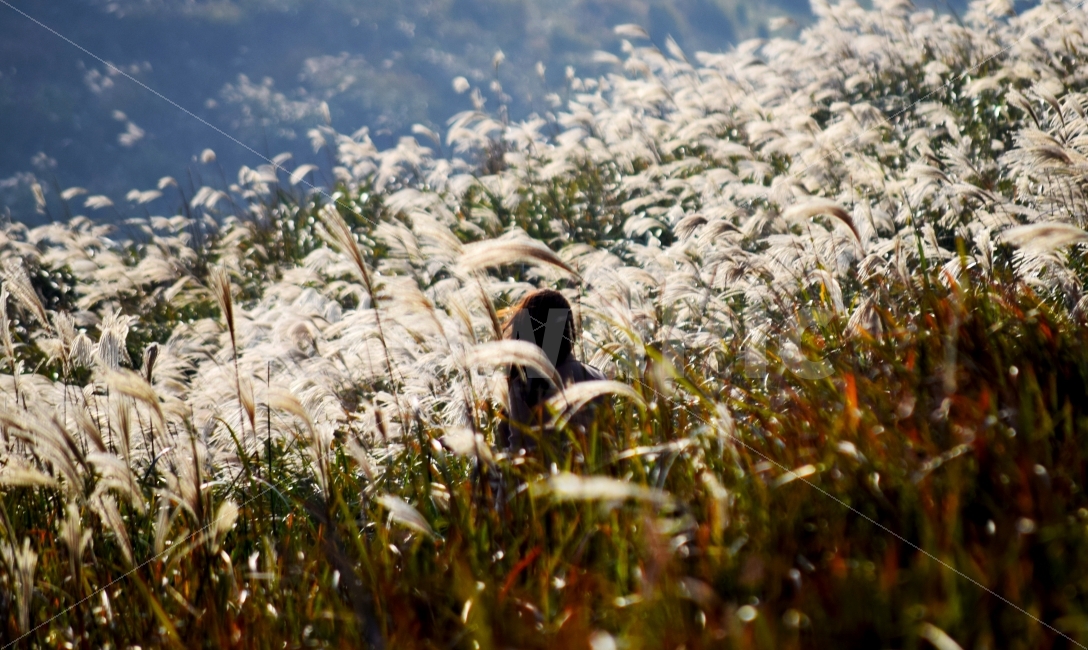 갈대,인물,제주도,여행,감성,용눈이오름,가을,계절,fall,autumn,season,자연,풍경,nature,landscape,사람,인물,인간,human,person,감성,sensible,feeling,grass,잔디,plant,식물,lawn