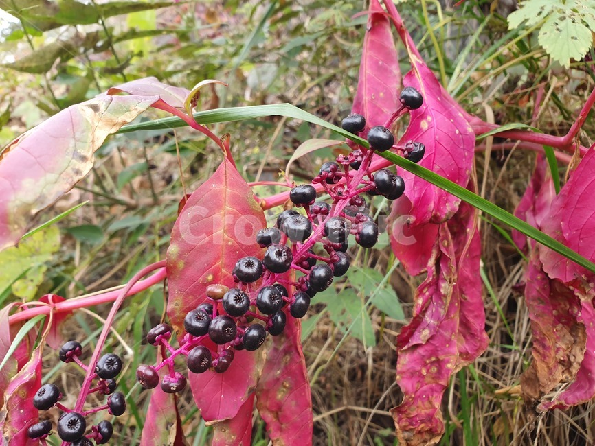 plant,식물,초목,부시,열매,보라색,과일,열매,fruit