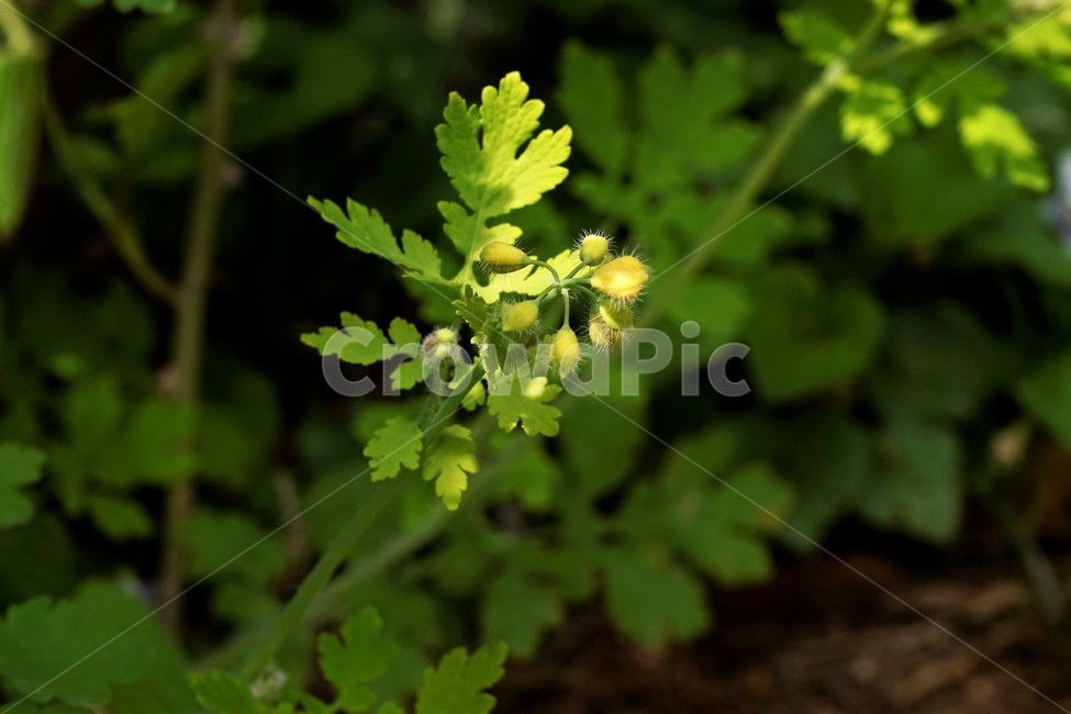 애기똥풀,celandine,노랑,꽃,봄,식물,자연,솜털,downy,flower,bloom