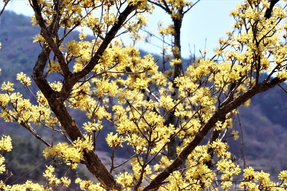 봄,산수유,꽃,노란색,나무,식물,자연,계절,yellow,nature,season,flower,beauty,tree,봄,계절,spring,season,식물,자연,plants,nature,꽃,flower,plant