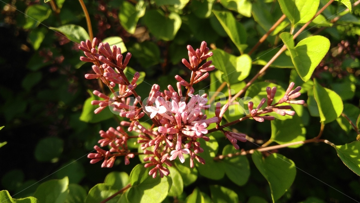 라일락,꽃,핑크,핑크꽃,식물,배경,lilac,flower,pink,pinkflower,nature,plant,bloom,floral