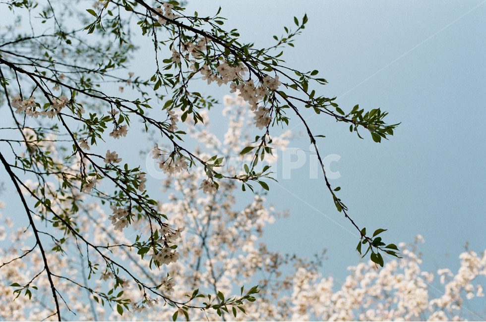 필름카메라,필름사진,봄,벚꽃,입춘,봄,계절,spring,season,식물,자연,plants,nature,꽃,flower,plant,blossom,cherry blossom