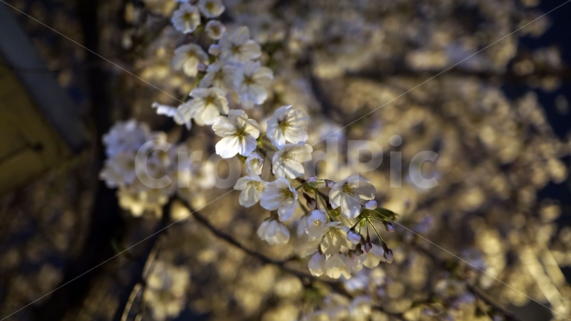 꽃,벗꽃,사쿠라,봄,나무,밤,어두운,어둠,야경,조명,라이트,마을,동네,sakura,flower,플라워,밤하늘,나뭇가지,자연,식물,풍경,벚꽃,식물,자연,plants,nature,봄,계절,spring,season,꽃,flower,야경,밤,풍경,nightscape,night,landscape,plant,blossom