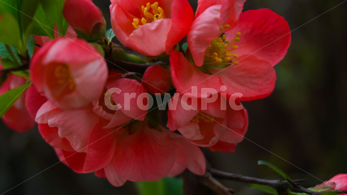 꽃,나무,분홍,자연,분위기,감성,flower,flowers,pink,tree,trees,nature,식물,자연,plants,nature,꽃,flower