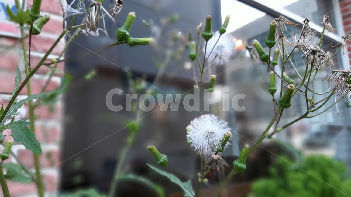 식물,야생화,꽃잎,꽃,plant,wildflower,flower,blossom,petal,식물,자연,plants,nature