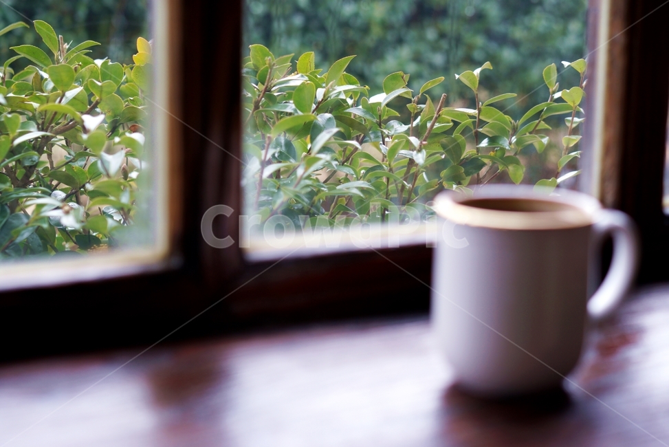 커피,창문,창밖,coffee,정원,목조,나무,커피,카페,coffee,cafe