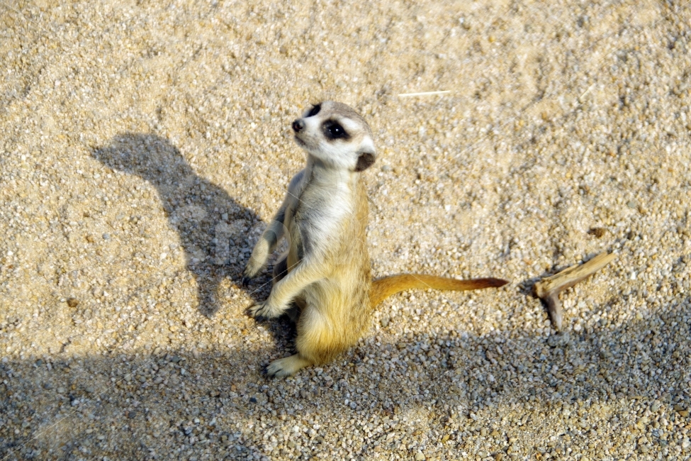 동물,동물원,미어캣,animal,zoo,mearcat,동물,animal,포유류,mammal