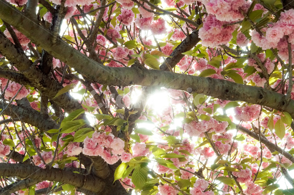 plant,식물,flower,꽃,blossom,겹벚꽃,벚꽃,cherryblossom,spring,봄,봄느낌,봄풍경,풍경,나무,꽃나무,벚꽃나무,따뜻함,따뜻한느낌,햇빛,sunshine,봄,계절,spring,season