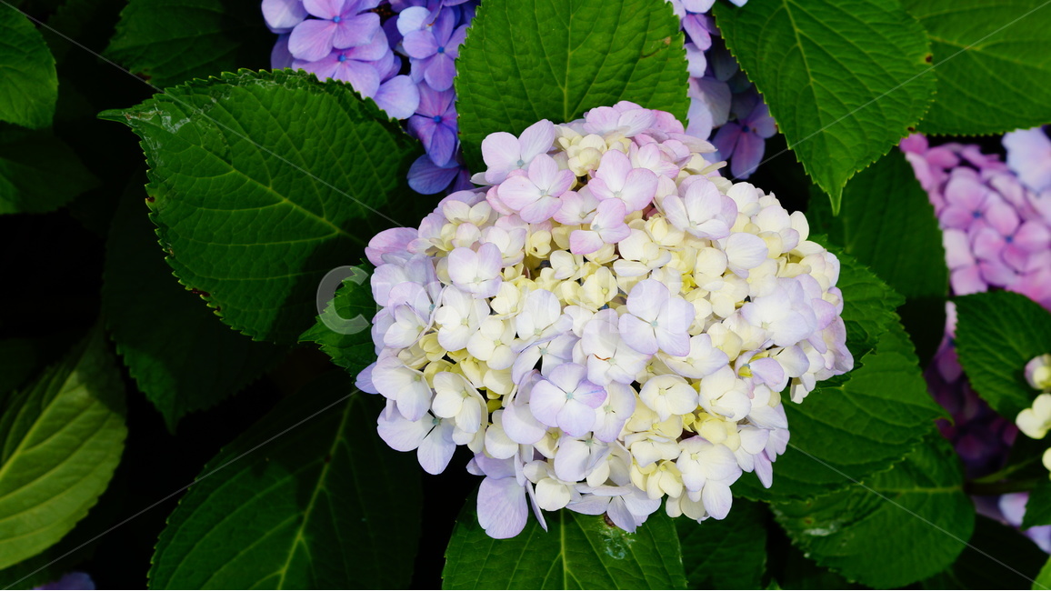 수국,수국꽃,꽃,꽃사진,식물,식물,자연,plants,nature,꽃,flower