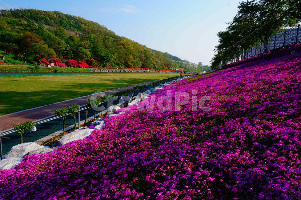 공원,잔디,꽃잔디,꽃,봄,풍경,자연,풍경,nature,landscape