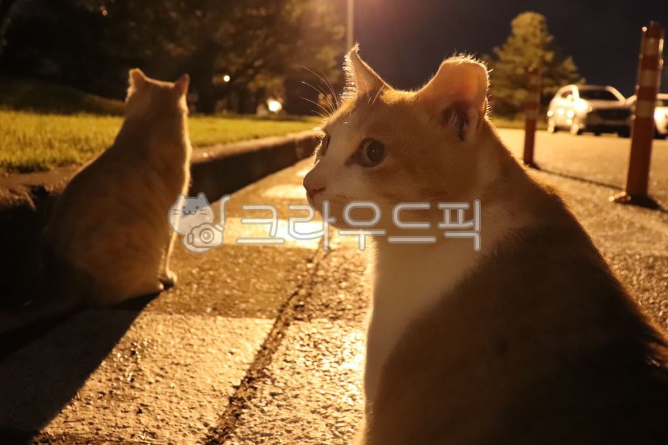 side,crosswalk,stray cat,cat,streetcat