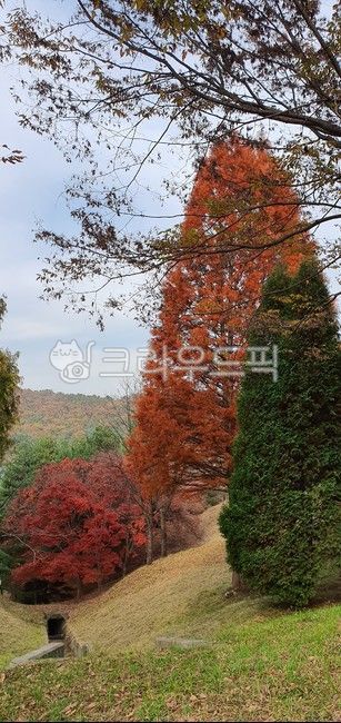 nature,tree,autumn scenery,Botanical garden,horticulture,fallen leaves,background,plant,cloudy sky,autumn,Maple