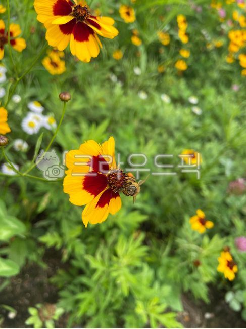 해바라기,해바라기꽃,풍수지리,해바라기꽃잎,해바라기씨,꽃,들꽃,여름꽃,꽃배경,노란꽃,sunflower,sunflowers,자연,식물