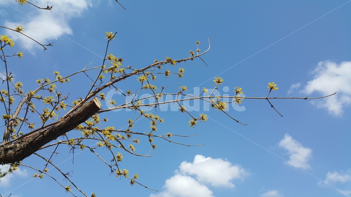 봄,꽃망울,청명함,새싹,개화,봄,계절,spring,season,식물,자연,plants,nature,꽃,flower