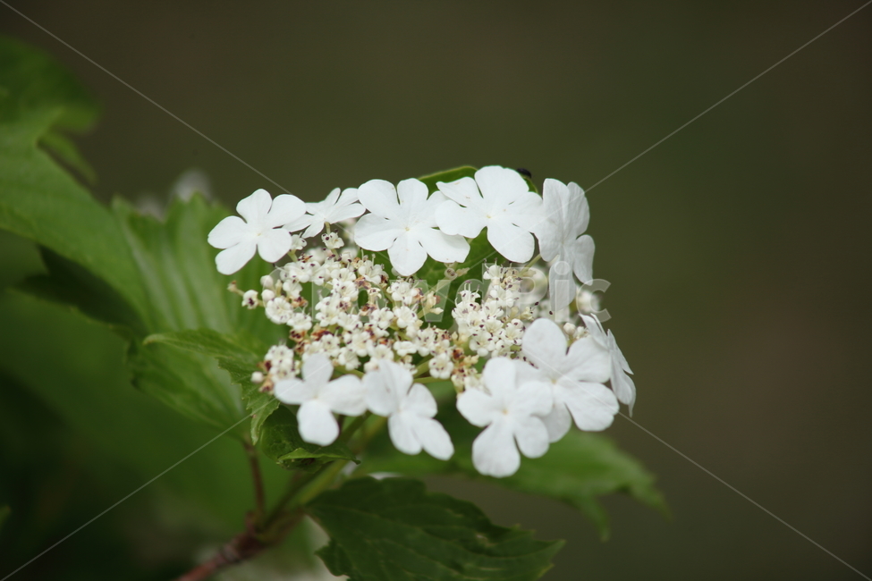 백당나무,꽃,봄,sargentviburnum,viburnumsargentii