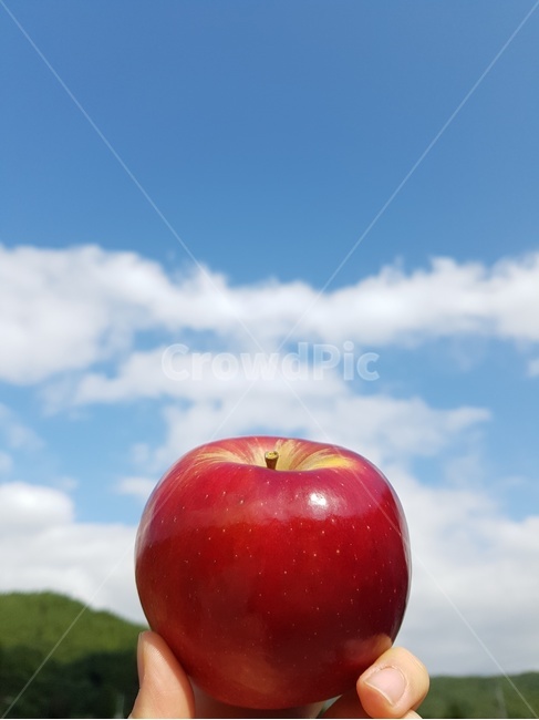 과일,사과,하늘,구름,산,음식,가을,햇볕,fruit,apple,plant,빨강,시골,수확,과일,열매,fruit
