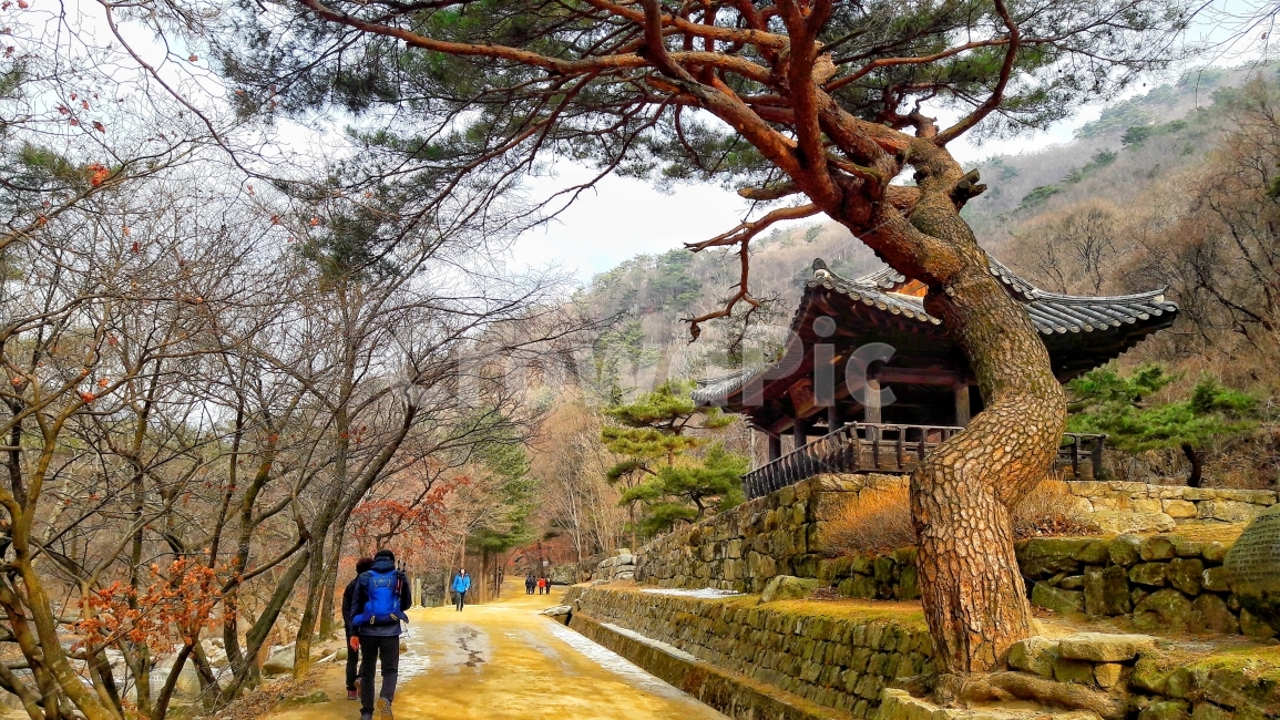 문경세제,산,소나무,정자,풍경,한국,landscape,자연,해외,휴식,힐링,외국,세계,swiss,switzerland,travel,trip,europe,nature,healing,자연,풍경,nature,landscape,한국자연풍경,한국자연경관,korea nature landscape,한국전통,한국문화,korean traditional,korean culture,식물,plants,나무,trees,wood,사람,인물,인간,human,person