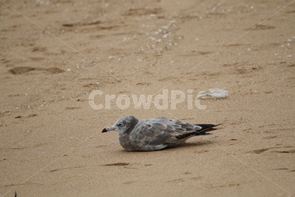 갈매기,바다,sea,beach,bird,스냅,감성,sleep,동물,해변,모래사장,새,동물,animal,조류,새,birds