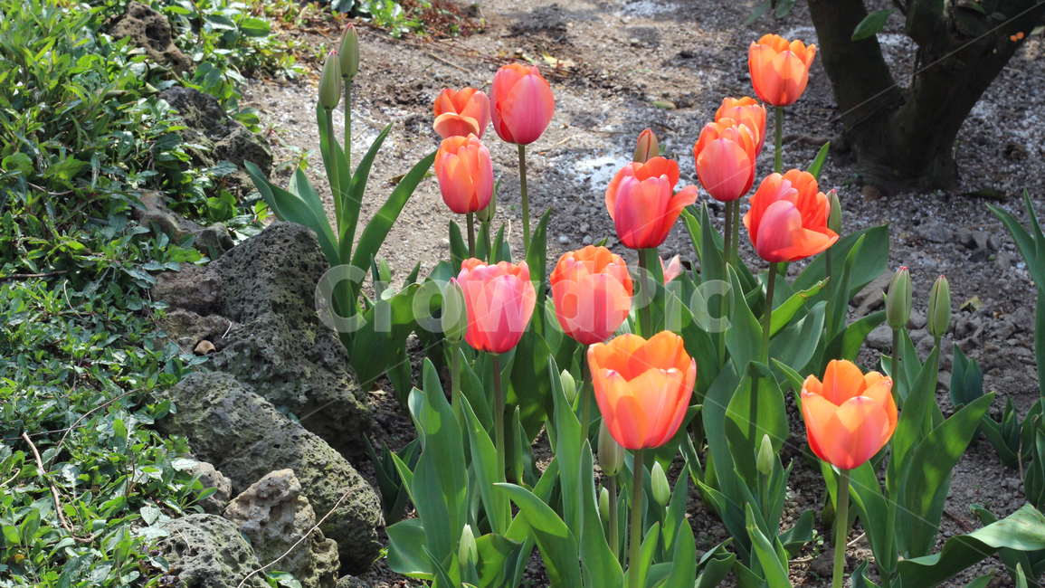 튤립,꽃,자연,nature,식물,plant,flower,blossom,식물,자연,plants,nature,꽃,flower