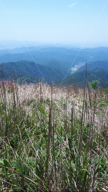 plant,식물,nature,자연,산