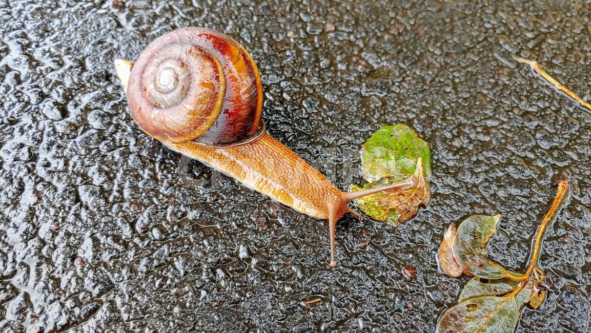 달팽이,snails,greatsnail,연체동물,escargot,caracol,salyangoz,schnecke,자웅동체,동물,animal