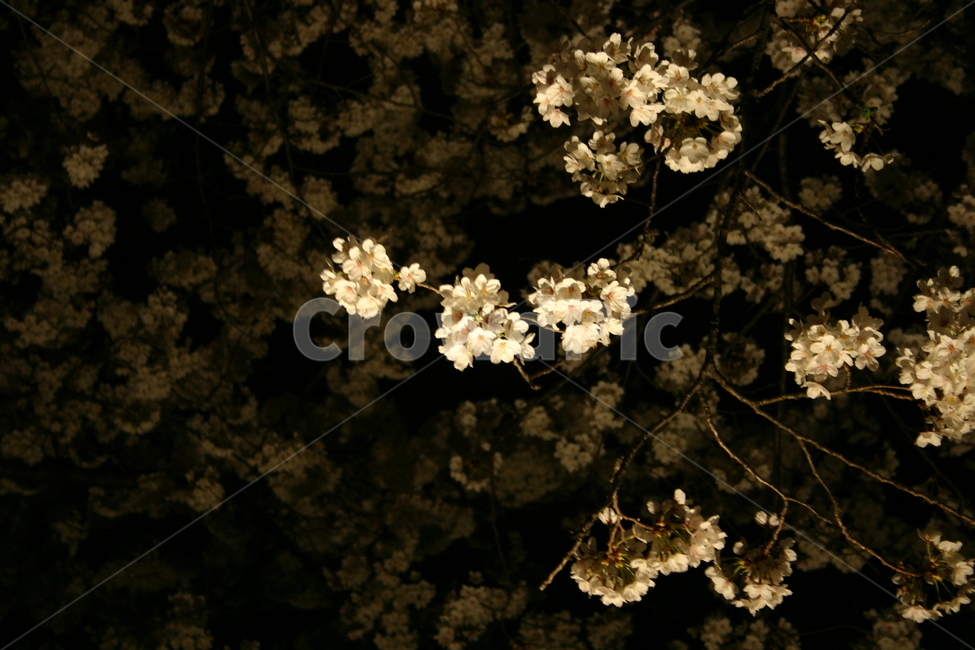벚꽃,cherryblossom,sakura,flower,yinghua,yinghua,sakuraflower,background,white,tree,leaf,plant,green,nature,leaves,branch,fruit,isolated,spring,fresh,foliage,garden,agriculture,flora,growth,forest,herb,organic,blossom,pine,macro,closeup,closeup,natural,twig,bloom,beauty,blooming,beautiful,petal,season,outdoors,environment,freshness,lush,grass,bouquet